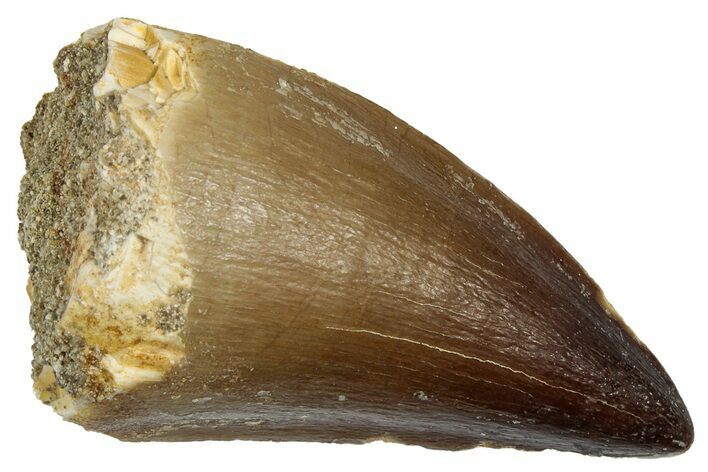 Fossil Mosasaur (Thalassotitan) Tooth - Morocco #345156